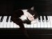 kočka na klavíru.jpg