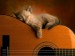 kočka na kytaře.jpg